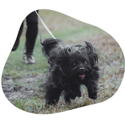 Hund zieht an der Leine