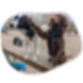 zwei Hunde machen Tricks