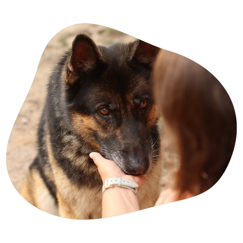 Hund zeigt Trick