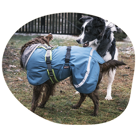 zwei Hunde spielen